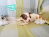 Mushu, a male Chihuahua for sale in Moore, ID – Photo 5 of 7