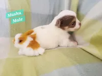 Mushu, a male Chihuahua for sale in Moore, ID – Photo 3 of 7