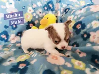 Mushu, a male Chihuahua for sale in Moore, ID – Photo 8 of 10