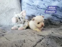 Alice, a female Chihuahua for sale in Moore, ID – 4 of 5