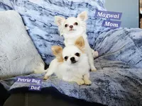 Alice, a female Chihuahua for sale in Moore, ID – 5 of 5
