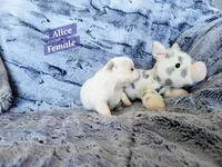 Alice, a female Chihuahua for sale in Moore, ID – 2 of 5