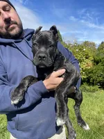 Black brindle , a male Cane Corso for sale in Salem, OR – 9 of 10
