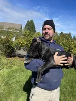 Black brindle , a male Cane Corso for sale in Salem, OR – 7 of 10