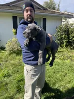 Black brindle , a male Cane Corso for sale in Salem, OR – 3 of 10