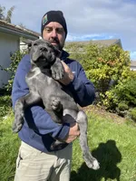 Black brindle , a male Cane Corso for sale in Salem, OR – 2 of 10