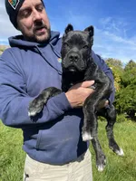 Black brindle , a male Cane Corso for sale in Salem, OR – 8 of 10