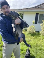 Black brindle , a male Cane Corso for sale in Salem, OR – 5 of 10