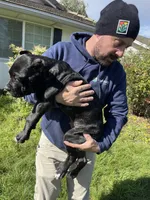 Black brindle , a male Cane Corso for sale in Salem, OR – 6 of 10