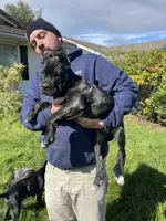 Black brindle , a male Cane Corso for sale in Salem, OR – 10 of 10