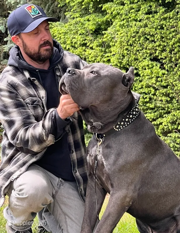 Black brindle  – Cane Corso puppy for sale in Salem, OR