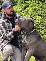 Black brindle , a male Cane Corso for sale in Salem, OR – 1 of 10