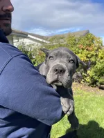 Black brindle , a male Cane Corso for sale in Salem, OR – 4 of 10