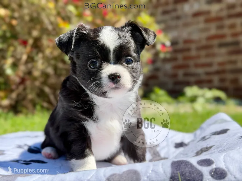 Jack – Chihuahua puppy for sale in Forsyth, GA