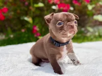 Quill, a male Chihuahua for sale in Forsyth, GA – 3 of 4