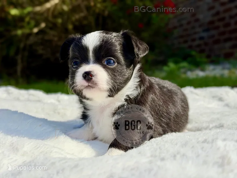 Jack – Chihuahua puppy for sale in Forsyth, GA