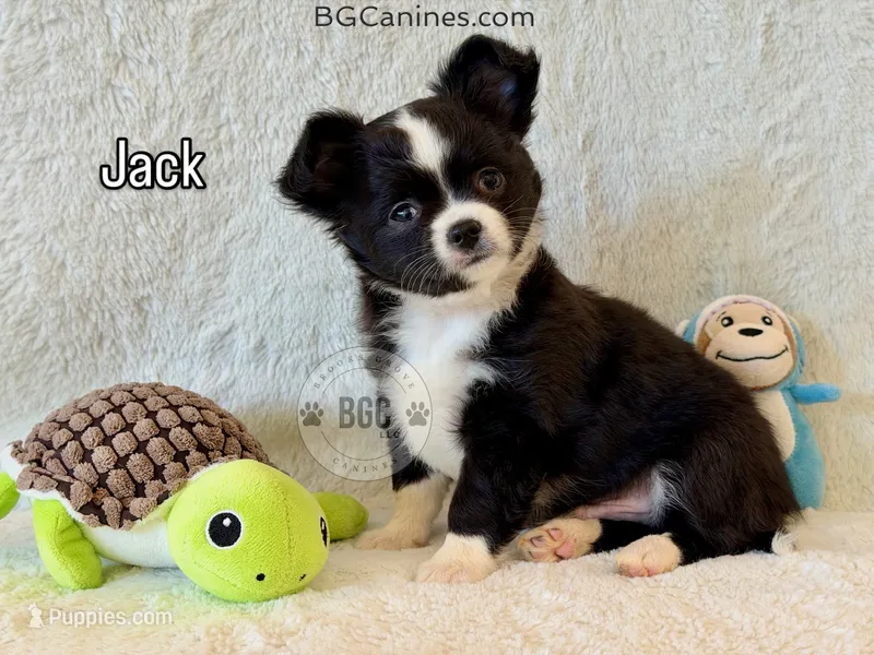 Jack – Chihuahua puppy for sale in Forsyth, GA