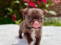 Quill, a male Chihuahua for sale in Forsyth, GA – 2 of 4