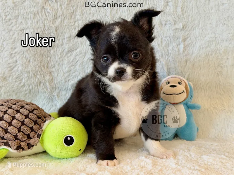 Joker – Chihuahua puppy for sale in Forsyth, GA