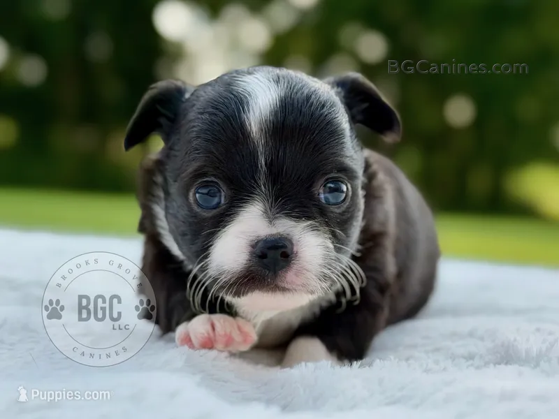 Joker – Chihuahua puppy for sale in Forsyth, GA