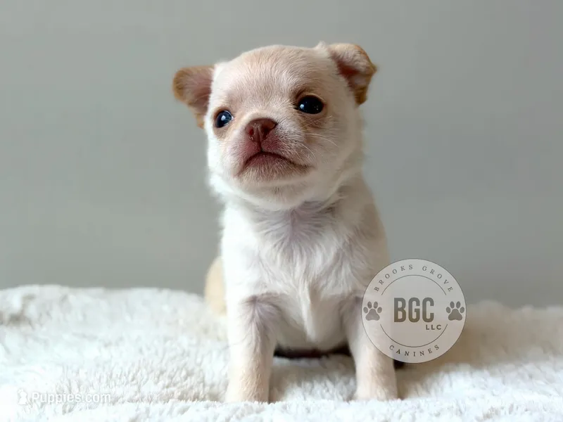 Pyro – Chihuahua puppy for sale in Forsyth, GA