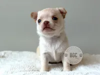 Pyro, a male Chihuahua for sale in Forsyth, GA – 1 of 3