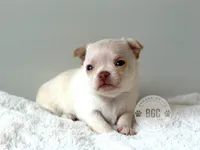 Pyro, a male Chihuahua for sale in Forsyth, GA – 2 of 3
