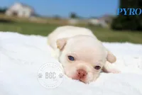 Pyro, a male Chihuahua for sale in Forsyth, GA – 3 of 3