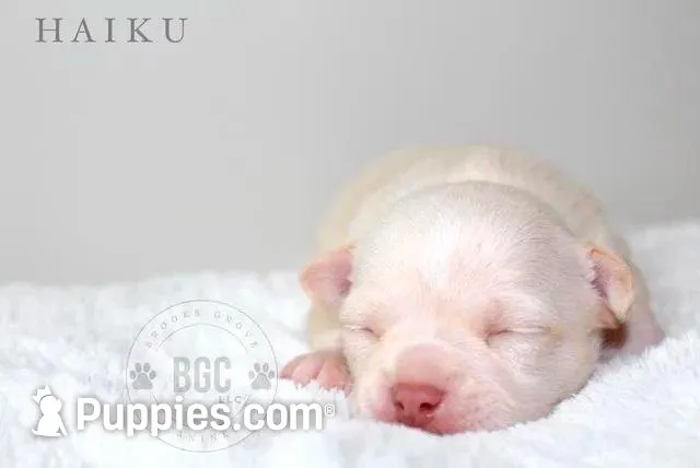 Haiku, a male Chihuahua for sale in Forsyth, GA – 7 of 8