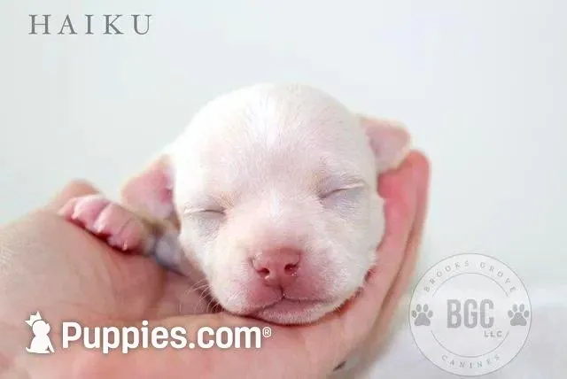 Haiku, a male Chihuahua for sale in Forsyth, GA – 6 of 8