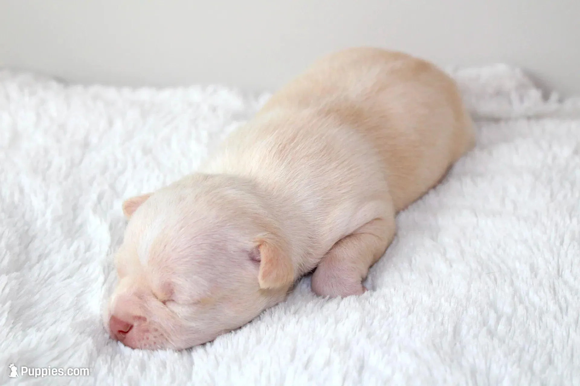 Haiku, a male Chihuahua for sale in Forsyth, GA – 8 of 8