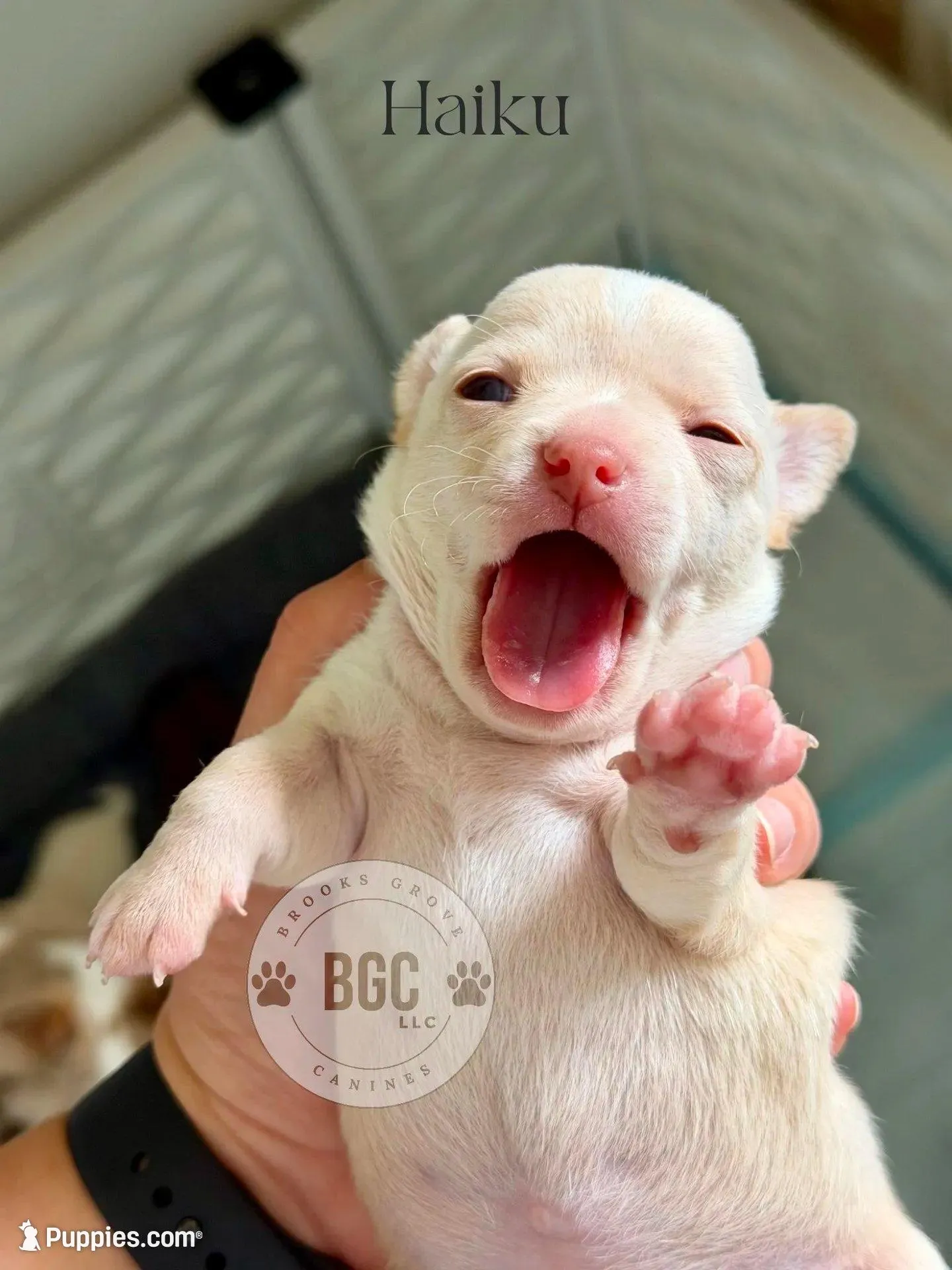 Haiku, a male Chihuahua for sale in Forsyth, GA – 4 of 8