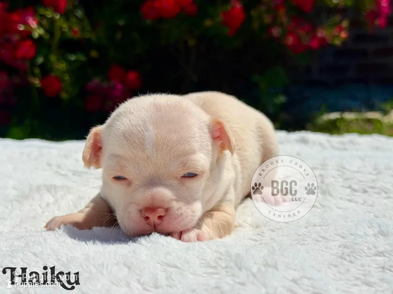 Haiku – Chihuahua puppy for sale in Forsyth, GA