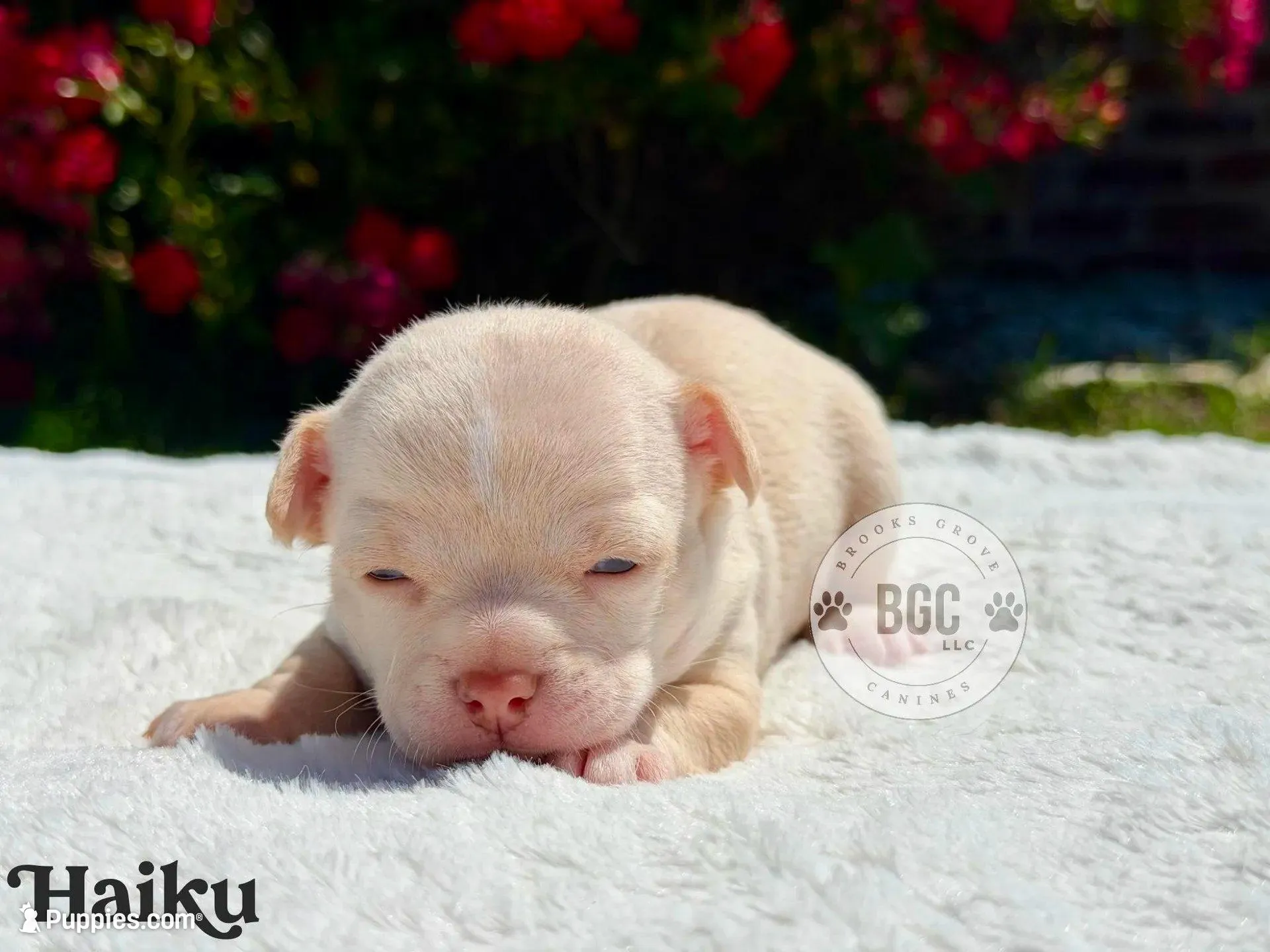 Haiku, a male Chihuahua for sale in Forsyth, GA – 1 of 8