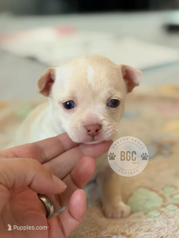 Haiku – Chihuahua puppy on hold in Forsyth, GA