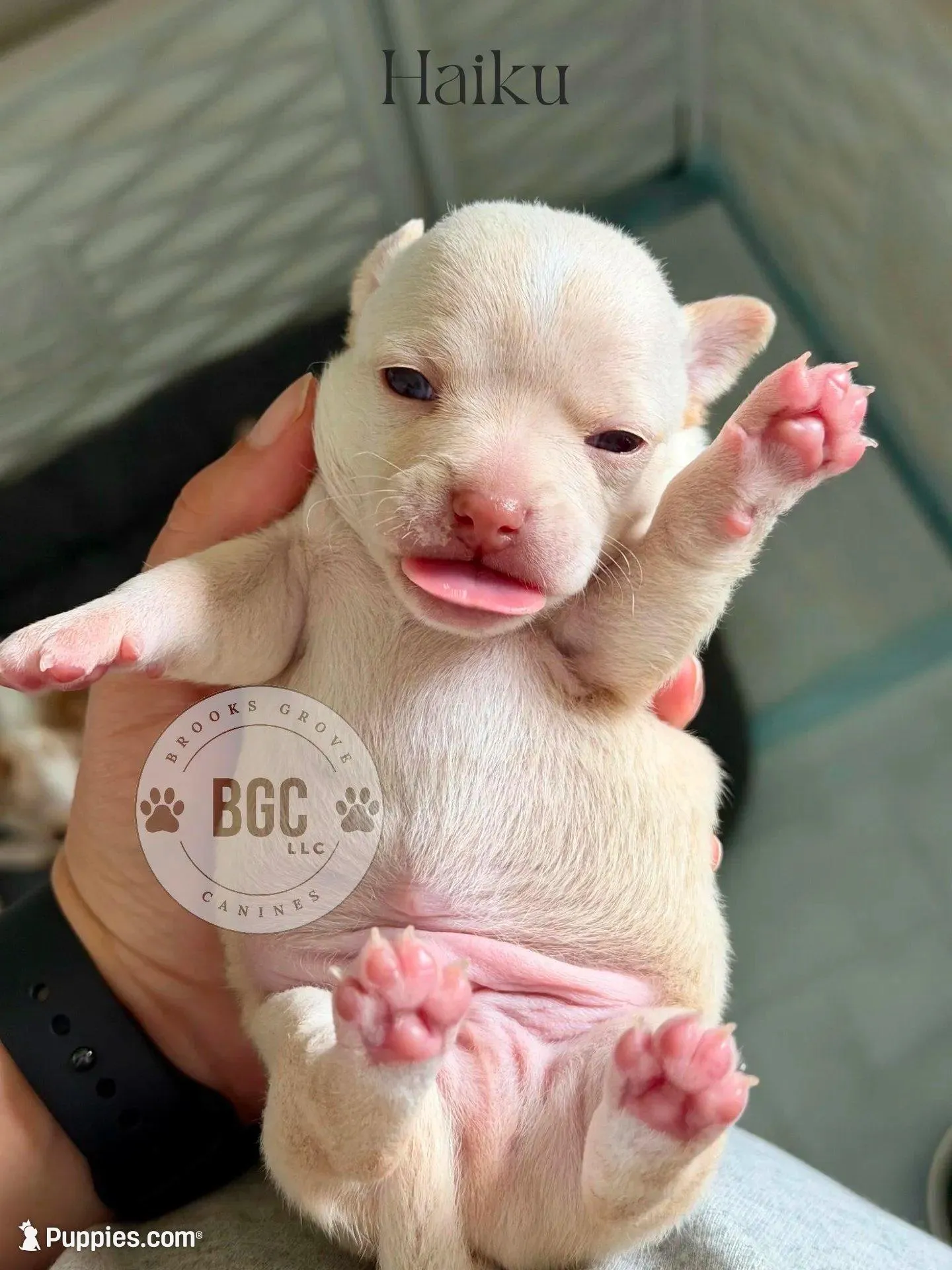 Haiku, a male Chihuahua for sale in Forsyth, GA – 5 of 8