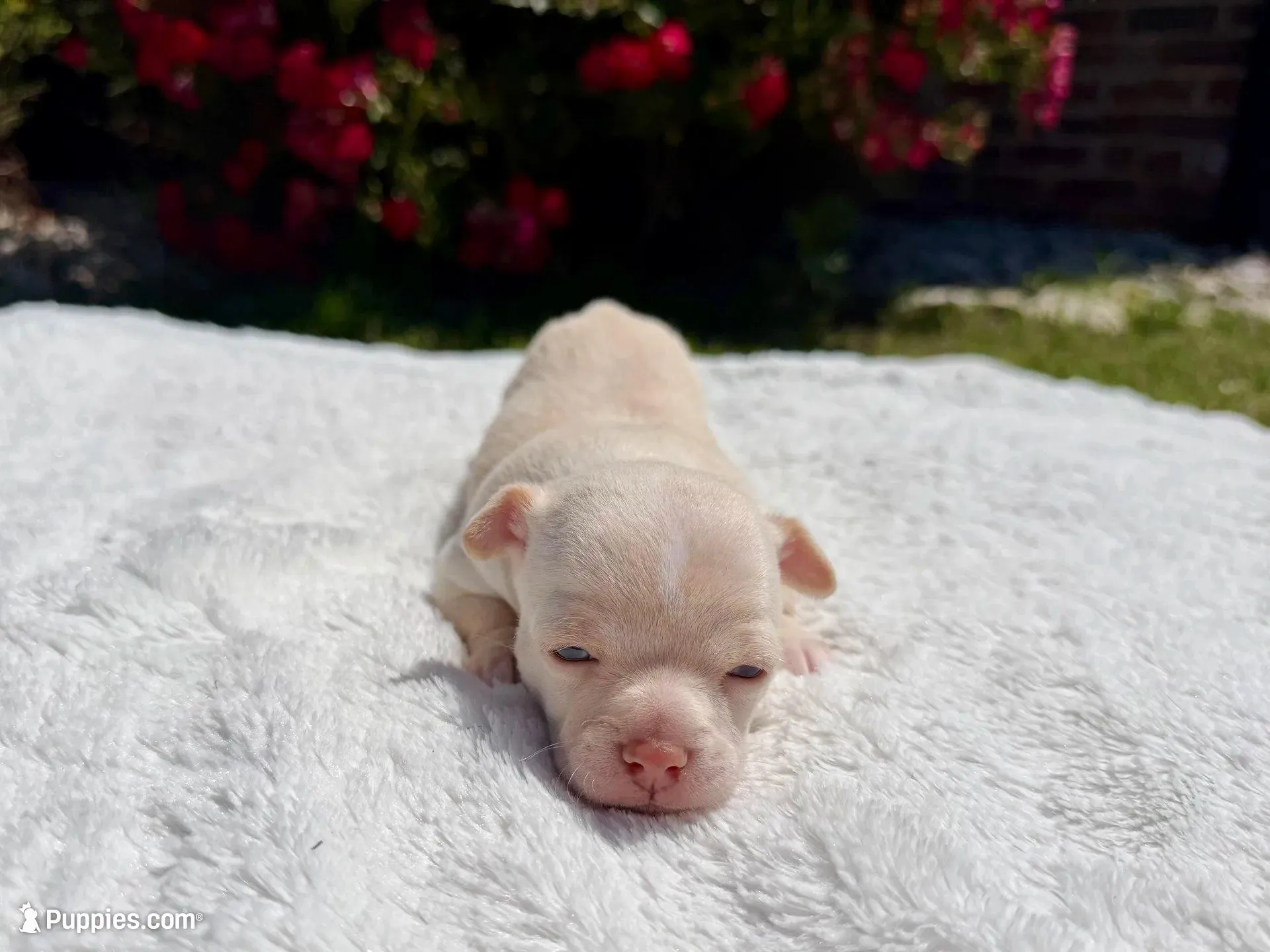Haiku, a male Chihuahua for sale in Forsyth, GA – 3 of 8