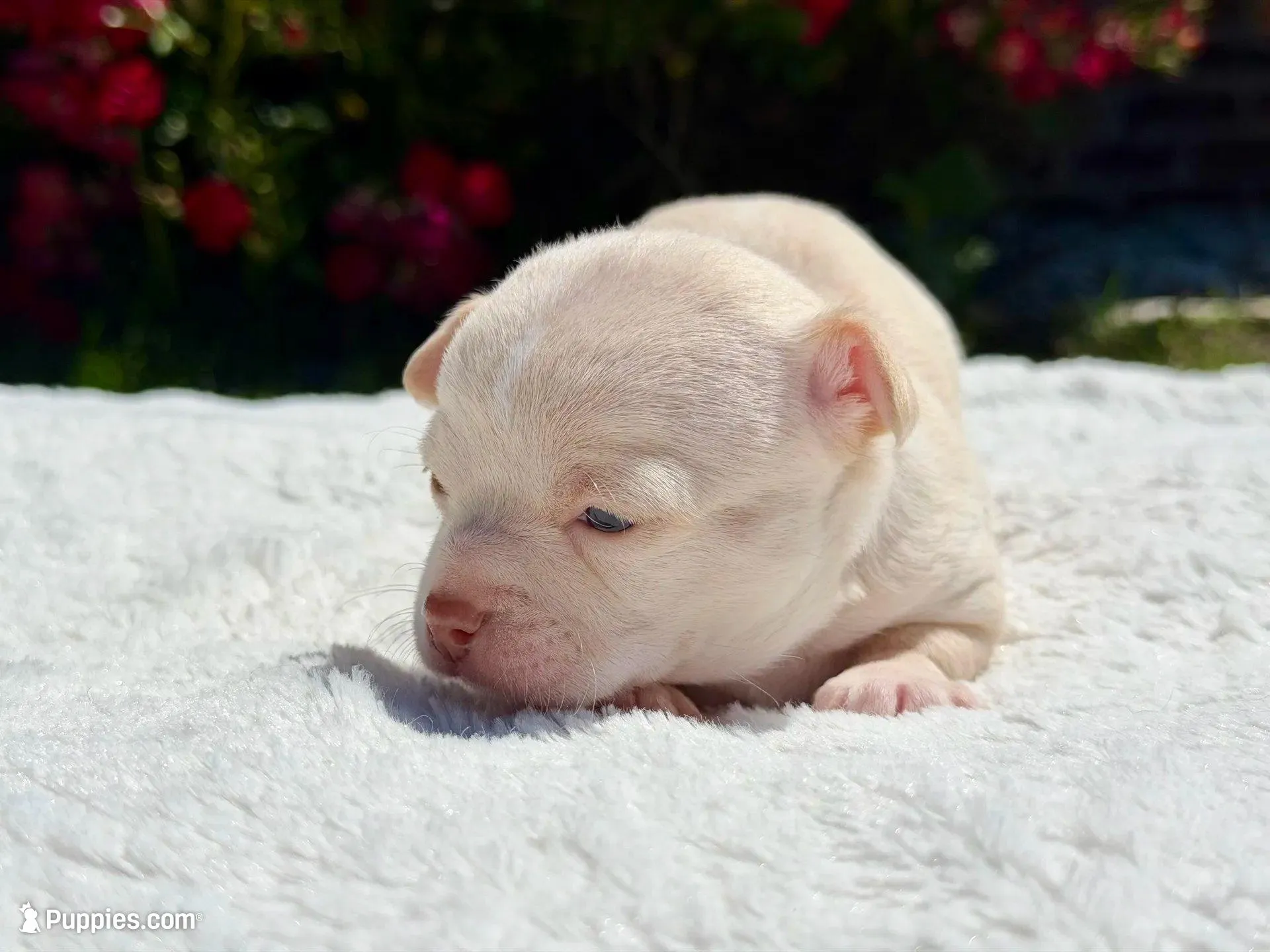 Haiku, a male Chihuahua for sale in Forsyth, GA – 2 of 8