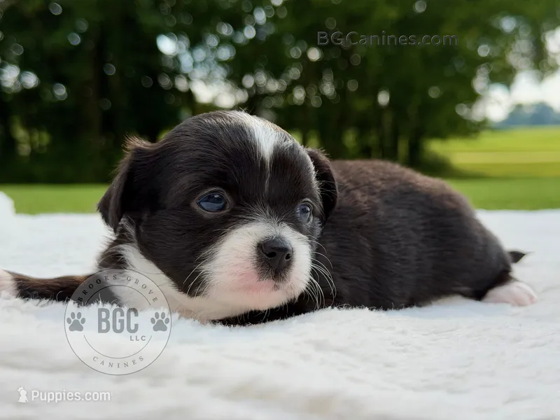 Ace – Chihuahua puppy for sale in Forsyth, GA