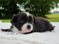 Ace, a female Chihuahua for sale in Forsyth, GA – 1 of 2