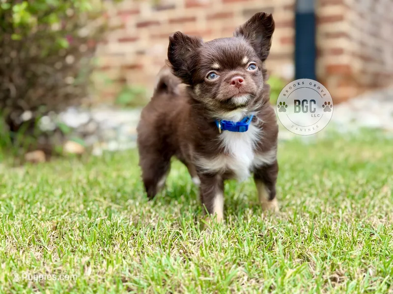 Ash – Chihuahua puppy for sale in Forsyth, GA