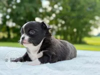 Joker, a male Chihuahua for sale in Forsyth, GA – 2 of 2