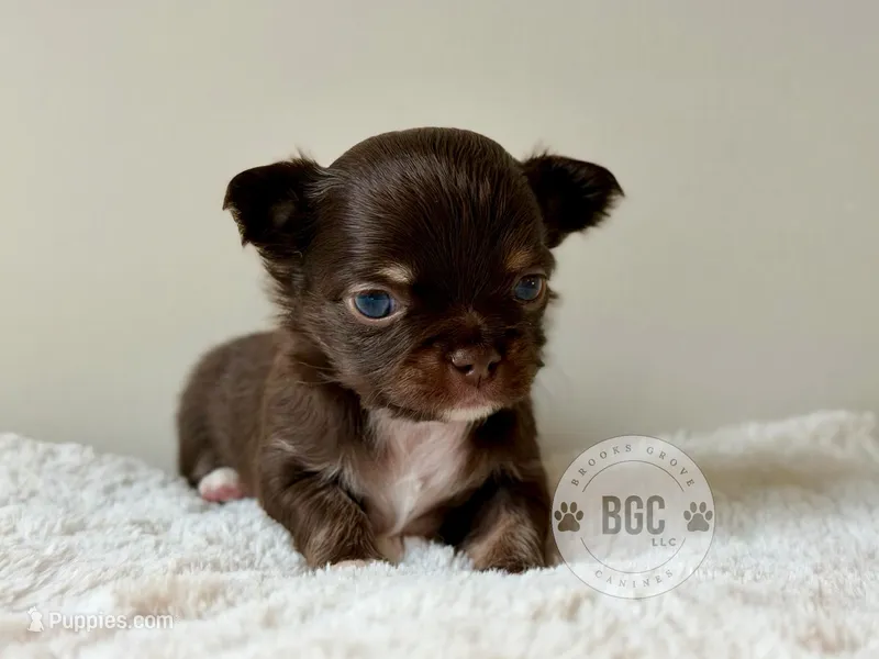 Ash – Chihuahua puppy for sale in Forsyth, GA