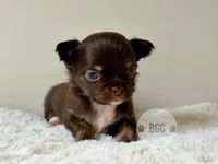 Ash, a male Chihuahua for sale in Forsyth, GA – 1 of 5
