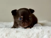 Ash, a male Chihuahua for sale in Forsyth, GA – 4 of 5