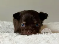 Ash, a male Chihuahua for sale in Forsyth, GA – 2 of 5
