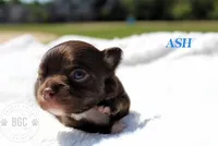 Ash, a male Chihuahua for sale in Forsyth, GA – 5 of 5