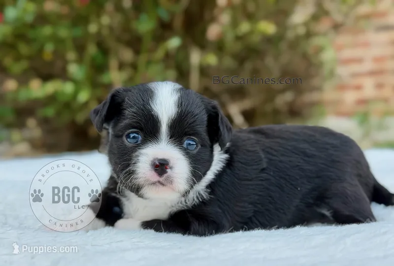 Jack – Chihuahua puppy for sale in Forsyth, GA