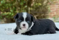 Jack, a male Chihuahua for sale in Forsyth, GA – 1 of 2