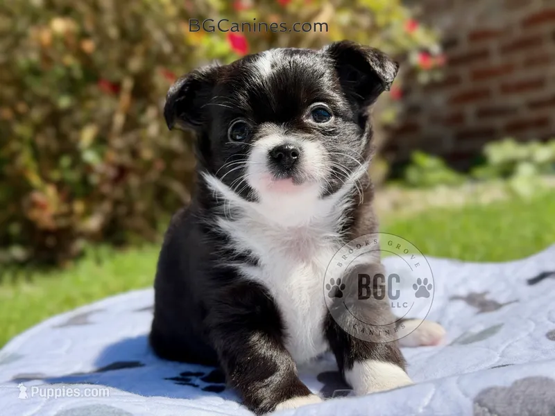 Ace – Chihuahua puppy for sale in Forsyth, GA